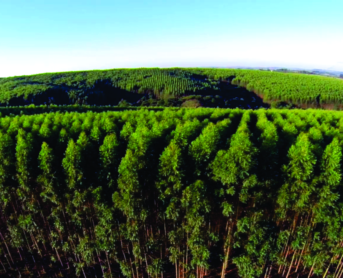 Reflorestamento: o que acontece na Fazenda Arapongas